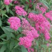 ヒメ日記 2025/07/06 15:00 投稿 寧々 Picasso(ピカソ)