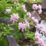 ヒメ日記 2025/07/11 12:15 投稿 寧々 Picasso(ピカソ)