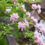 ヒメ日記 2025/07/11 12:26 投稿 寧々 Picasso(ピカソ)