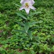 ヒメ日記 2025/07/14 12:15 投稿 寧々 Picasso(ピカソ)