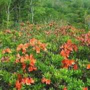 ヒメ日記 2025/07/15 12:26 投稿 寧々 Picasso(ピカソ)