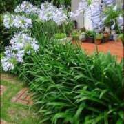 ヒメ日記 2025/07/17 12:15 投稿 寧々 Picasso(ピカソ)