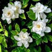 ヒメ日記 2025/07/18 12:28 投稿 寧々 Picasso(ピカソ)