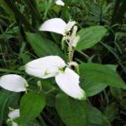 ヒメ日記 2025/07/22 12:15 投稿 寧々 Picasso(ピカソ)