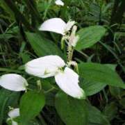 ヒメ日記 2025/07/22 12:26 投稿 寧々 Picasso(ピカソ)