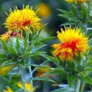 ヒメ日記 2025/07/23 12:15 投稿 寧々 Picasso(ピカソ)