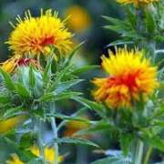 ヒメ日記 2025/07/23 12:26 投稿 寧々 Picasso(ピカソ)