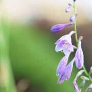 ヒメ日記 2025/07/25 12:15 投稿 寧々 Picasso(ピカソ)