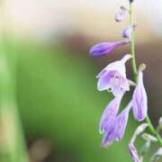 ヒメ日記 2025/07/25 12:26 投稿 寧々 Picasso(ピカソ)