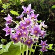 ヒメ日記 2025/07/27 12:15 投稿 寧々 Picasso(ピカソ)