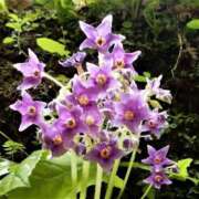 ヒメ日記 2025/07/27 12:26 投稿 寧々 Picasso(ピカソ)