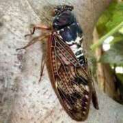 ヒメ日記 2025/07/27 23:16 投稿 寧々 Picasso(ピカソ)