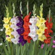 ヒメ日記 2025/07/28 12:30 投稿 寧々 Picasso(ピカソ)