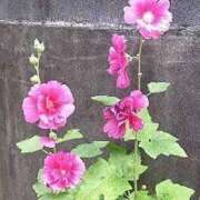 ヒメ日記 2025/07/30 12:26 投稿 寧々 Picasso(ピカソ)