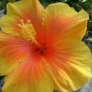 ヒメ日記 2025/08/01 15:06 投稿 寧々 Picasso(ピカソ)