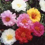 ヒメ日記 2025/08/02 15:00 投稿 寧々 Picasso(ピカソ)