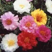 ヒメ日記 2025/08/02 15:06 投稿 寧々 Picasso(ピカソ)