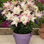 ヒメ日記 2025/08/04 15:06 投稿 寧々 Picasso(ピカソ)