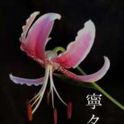 ヒメ日記 2025/08/18 12:26 投稿 寧々 Picasso(ピカソ)