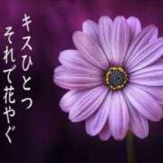 ヒメ日記 2025/08/19 18:00 投稿 寧々 Picasso(ピカソ)