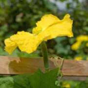 ヒメ日記 2025/08/27 12:15 投稿 寧々 Picasso(ピカソ)