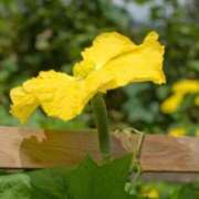 ヒメ日記 2025/08/27 12:26 投稿 寧々 Picasso(ピカソ)