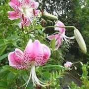 ヒメ日記 2025/08/30 12:26 投稿 寧々 Picasso(ピカソ)