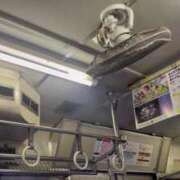 ヒメ日記 2025/08/31 04:36 投稿 寧々 Picasso(ピカソ)