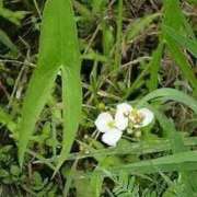 ヒメ日記 2025/08/31 12:26 投稿 寧々 Picasso(ピカソ)