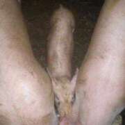 ヒメ日記 2026/02/07 22:03 投稿 寧々 熊本ピカソ