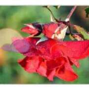 ヒメ日記 2026/02/11 22:13 投稿 寧々 熊本ピカソ