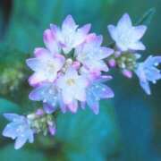 ヒメ日記 2026/02/27 12:33 投稿 寧々 熊本ピカソ