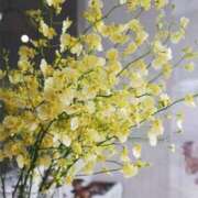 ヒメ日記 2026/03/03 12:35 投稿 寧々 熊本ピカソ