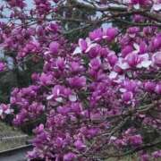 ヒメ日記 2026/03/06 23:08 投稿 寧々 熊本ピカソ
