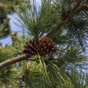 ヒメ日記 2026/03/29 06:53 投稿 寧々 熊本ピカソ