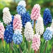 ヒメ日記 2026/03/29 12:34 投稿 寧々 熊本ピカソ