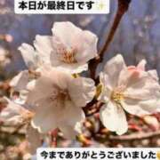 ヒメ日記 2026/03/31 15:13 投稿 寧々 熊本ピカソ