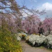 ヒメ日記 2025/04/22 10:32 投稿 松井 まお ギン妻パラダイス 谷九店