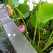 ヒメ日記 2025/07/06 10:38 投稿 松井 まお ギン妻パラダイス 谷九店