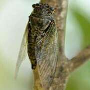 ヒメ日記 2025/07/17 11:10 投稿 松井 まお ギン妻パラダイス 谷九店