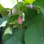 ヒメ日記 2025/07/25 09:42 投稿 松井 まお ギン妻パラダイス 谷九店