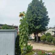 ヒメ日記 2025/09/12 13:17 投稿 松井 まお ギン妻パラダイス 谷九店