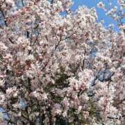 ヒメ日記 2026/03/27 15:16 投稿 松井 まお ギン妻パラダイス 谷九店