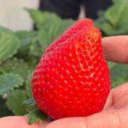 ヒメ日記 2026/01/08 19:59 投稿 夏希 ロイヤルヴィトン(宇都宮)