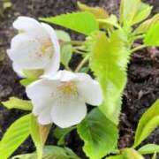 ヒメ日記 2025/04/05 16:39 投稿 前川（まえかわ） 熟女の風俗最終章 大宮店