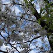 ヒメ日記 2025/04/06 16:29 投稿 前川（まえかわ） 熟女の風俗最終章 大宮店