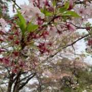 ヒメ日記 2025/04/12 16:09 投稿 前川（まえかわ） 熟女の風俗最終章 大宮店