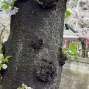 ヒメ日記 2025/04/19 16:32 投稿 前川（まえかわ） 熟女の風俗最終章 大宮店