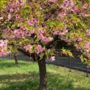 ヒメ日記 2025/04/20 15:10 投稿 前川（まえかわ） 熟女の風俗最終章 大宮店