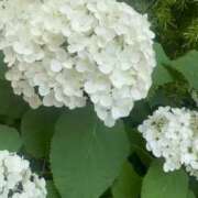 ヒメ日記 2025/06/15 17:05 投稿 前川（まえかわ） 熟女の風俗最終章 大宮店